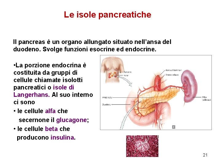 Le isole pancreatiche Il pancreas è un organo allungato situato nell’ansa del duodeno. Svolge
