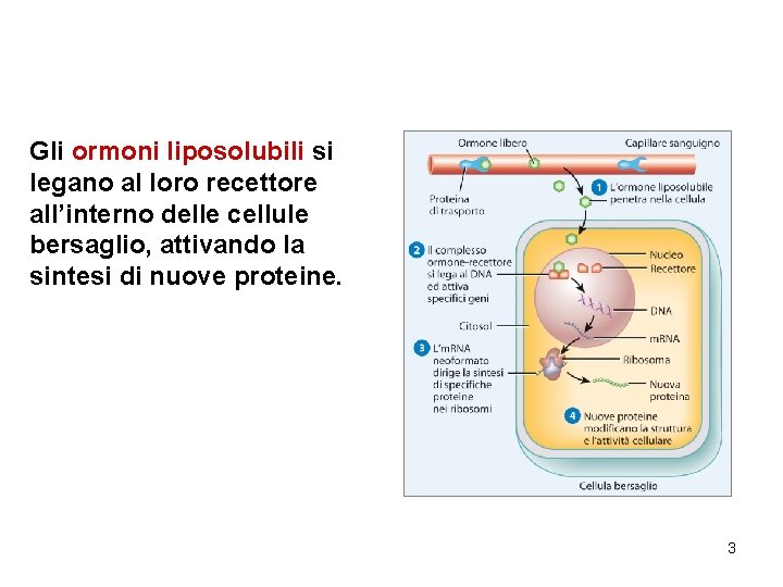 Gli ormoni liposolubili si legano al loro recettore all’interno delle cellule bersaglio, attivando la