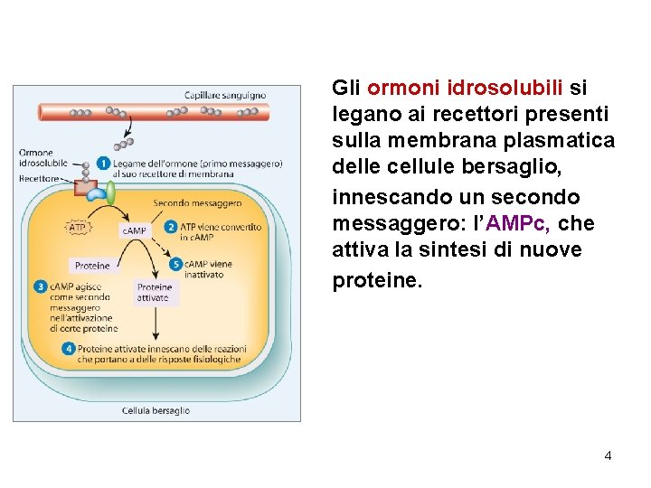Gli ormoni idrosolubili si legano ai recettori presenti sulla membrana plasmatica delle cellule bersaglio,