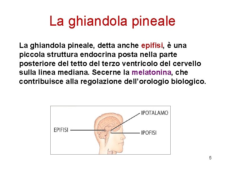 La ghiandola pineale, detta anche epifisi, è una piccola struttura endocrina posta nella parte