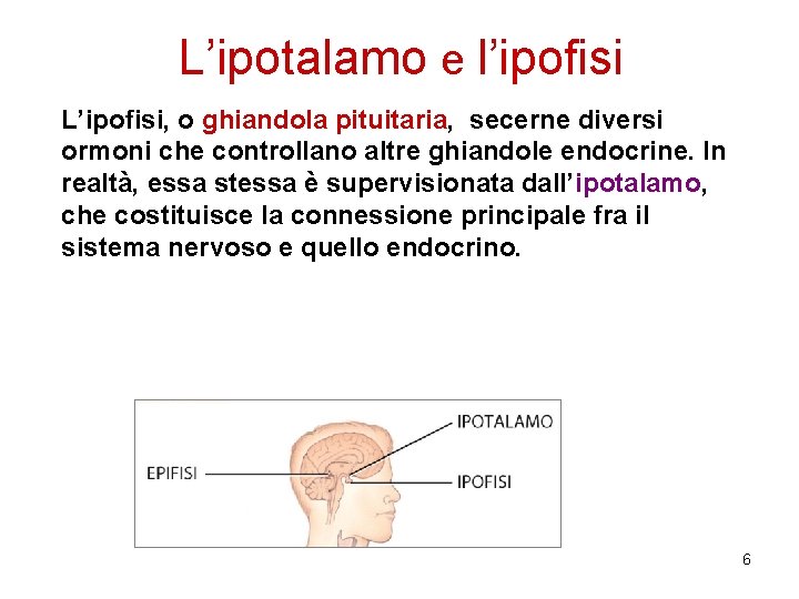 L’ipotalamo e l’ipofisi L’ipofisi, o ghiandola pituitaria, secerne diversi ormoni che controllano altre ghiandole