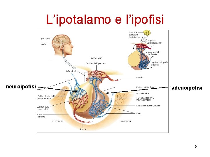 L’ipotalamo e l’ipofisi neuroipofisi adenoipofisi 8 