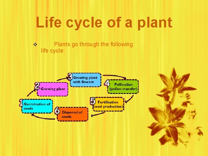 Life cycle of a plant v Plants go through the following life cycle: 
