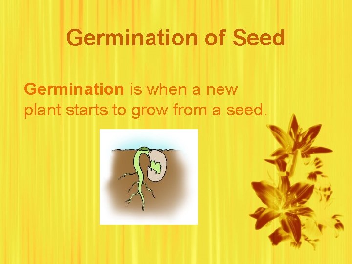 Germination of Seed Germination is when a new plant starts to grow from a