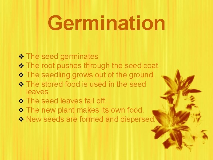 Germination The seed germinates The root pushes through the seed coat. The seedling grows