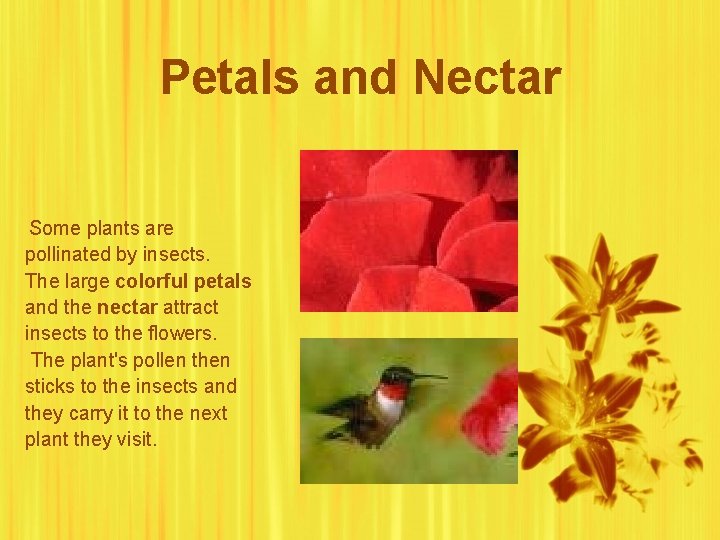 Petals and Nectar Some plants are pollinated by insects. The large colorful petals and