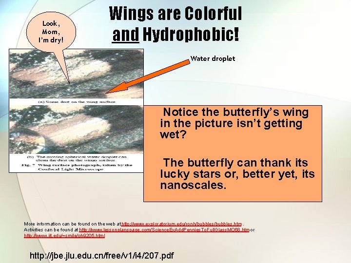 Look, Mom, I’m dry! Wings are Colorful and Hydrophobic! Water droplet Notice the butterfly’s