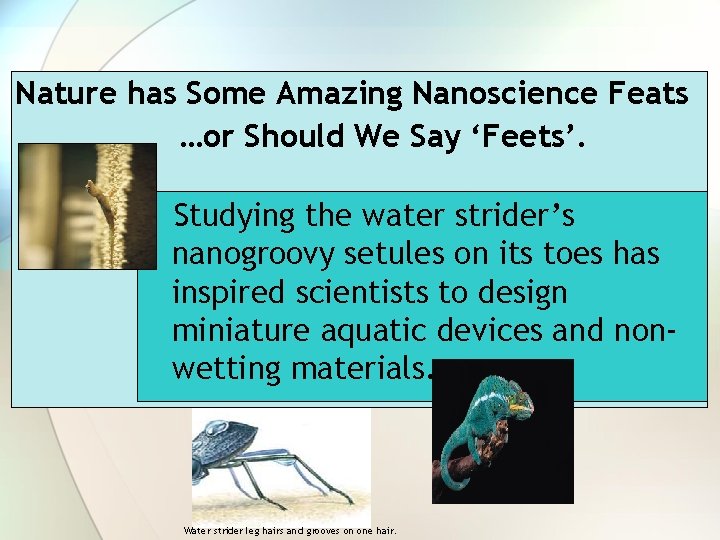 Nature has Some Amazing Nanoscience Feats …or Should We Say ‘Feets’. Studying the water