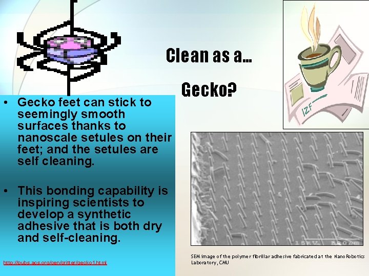 Clean as a… • Gecko feet can stick to seemingly smooth surfaces thanks to