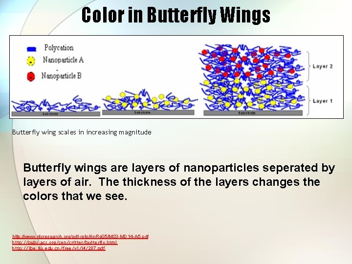 Color in Butterfly Wings Butterfly wing scales in increasing magnitude Butterfly wings are layers