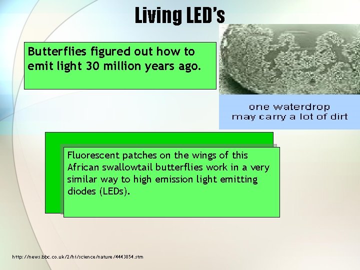 Living LED’s Butterflies figured out how to emit light 30 million years ago. Fluorescent