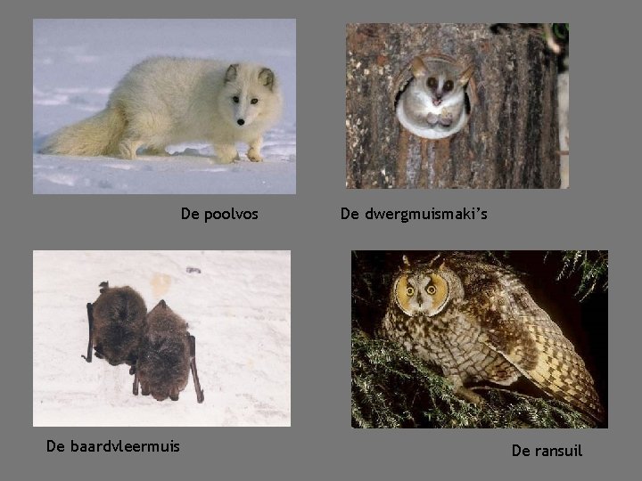 De poolvos De baardvleermuis De dwergmuismaki’s De ransuil 