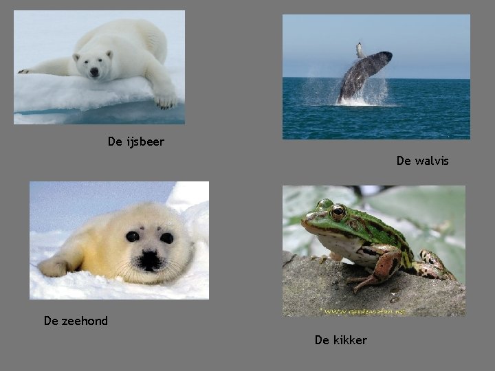 De ijsbeer De walvis De zeehond De kikker 