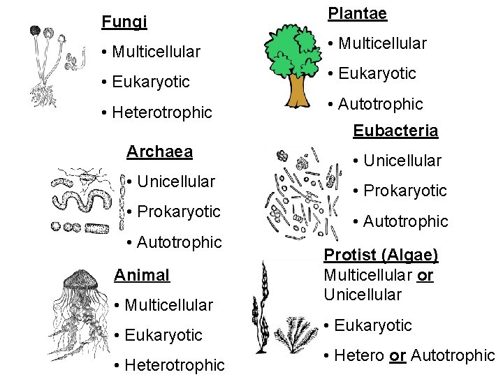 Fungi Plantae • Multicellular • Eukaryotic • Heterotrophic • Autotrophic Archaea • Unicellular •