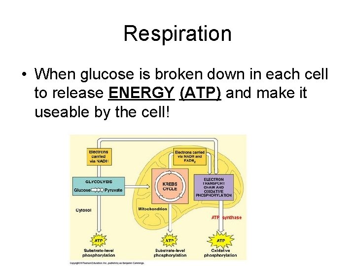 Respiration • When glucose is broken down in each cell to release ENERGY (ATP)