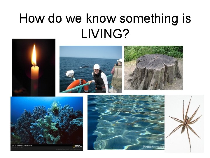 How do we know something is LIVING? 
