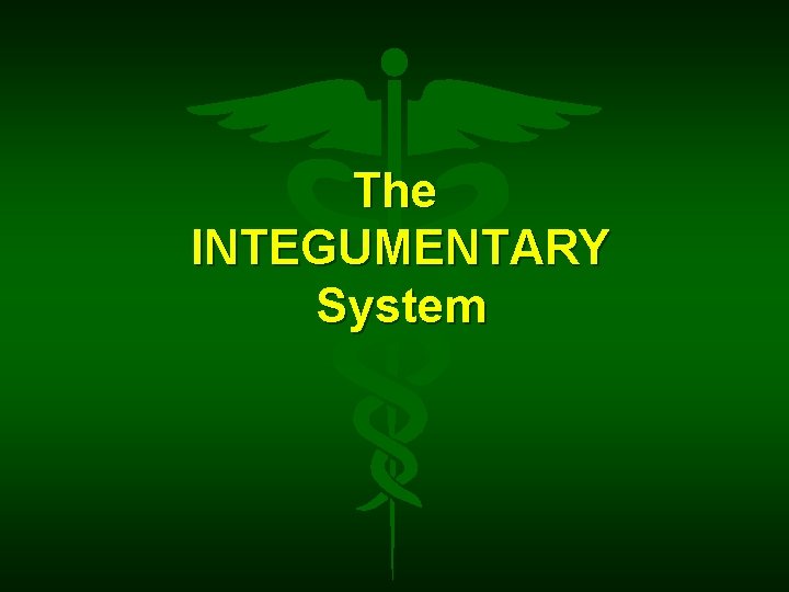 The INTEGUMENTARY System 