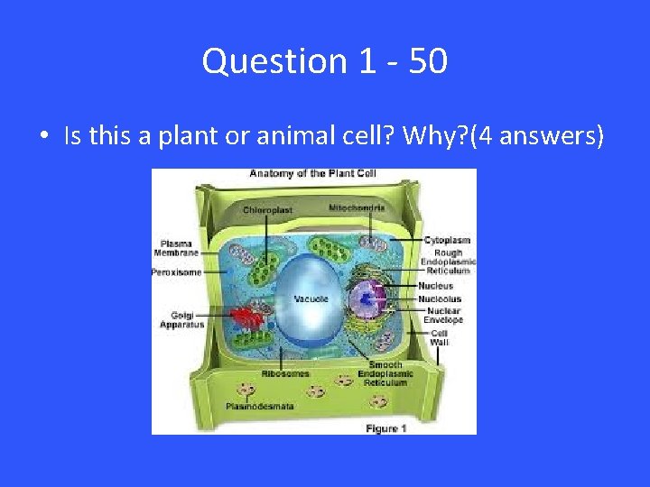 Question 1 - 50 • Is this a plant or animal cell? Why? (4