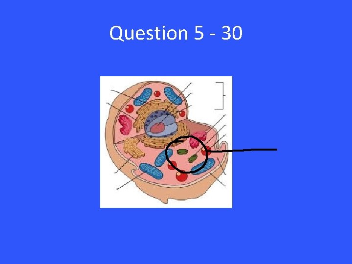 Question 5 - 30 