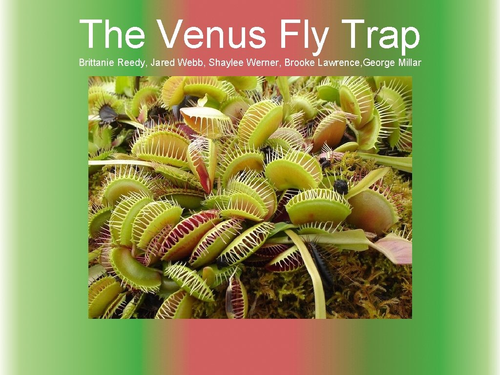 The Venus Fly Trap Brittanie Reedy, Jared Webb, Shaylee Werner, Brooke Lawrence, George Millar