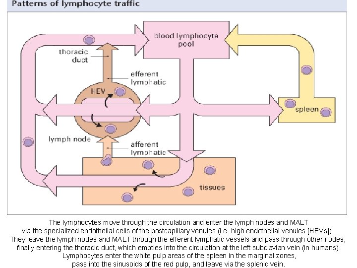 The lymphocytes move through the circulation and enter the lymph nodes and MALT via