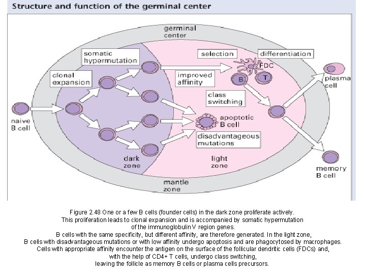 Figure 2. 48 One or a few B cells (founder cells) in the dark