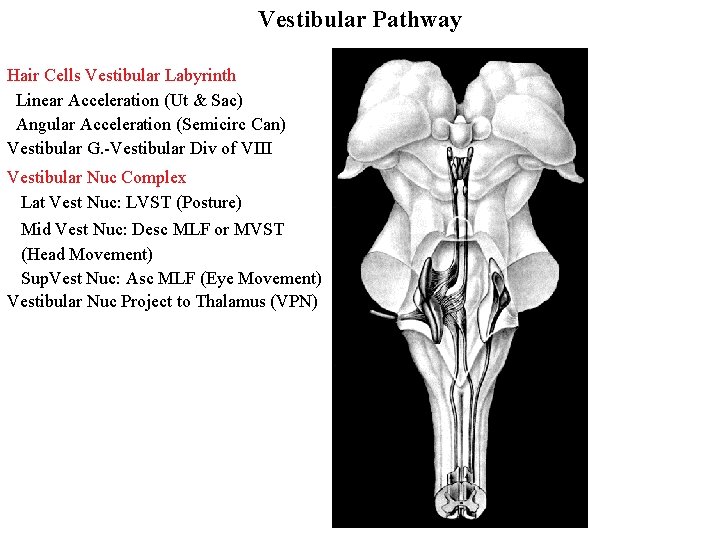 Vestibular Pathway Hair Cells Vestibular Labyrinth Linear Acceleration (Ut & Sac) Angular Acceleration (Semicirc