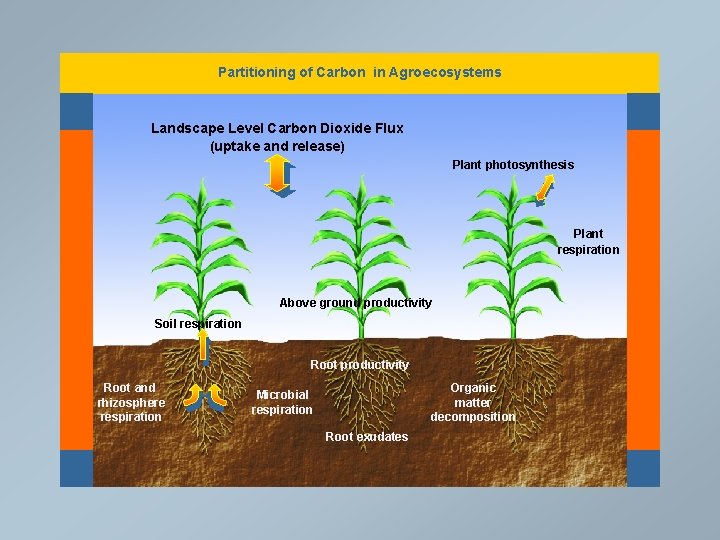 Partitioning of Carbon in Agroecosystems Landscape Level Carbon Dioxide Flux (uptake and release) Plant