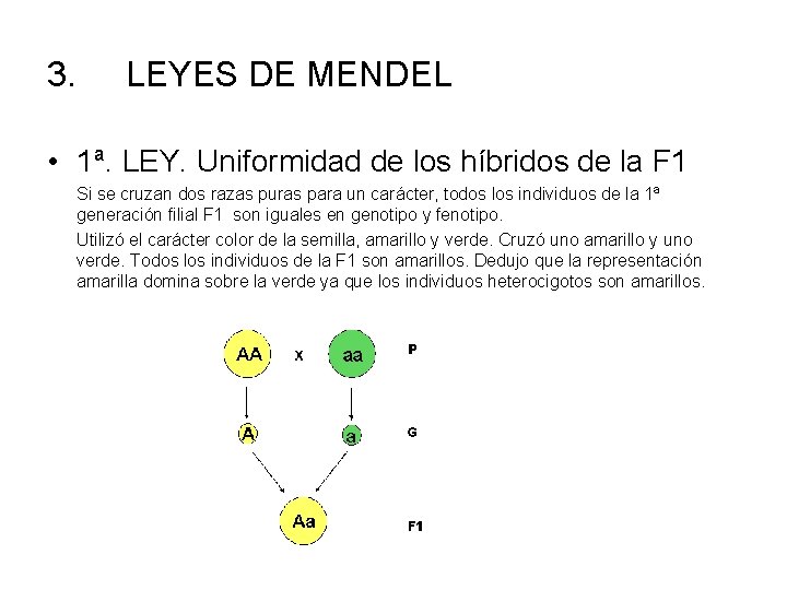 3. LEYES DE MENDEL • 1ª. LEY. Uniformidad de los híbridos de la F