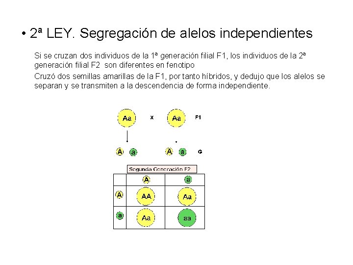  • 2ª LEY. Segregación de alelos independientes Si se cruzan dos individuos de