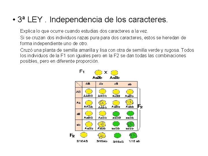  • 3ª LEY. Independencia de los caracteres. Explica lo que ocurre cuando estudias