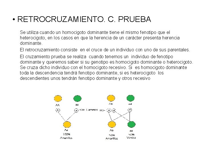  • RETROCRUZAMIENTO. C. PRUEBA Se utiliza cuando un homocigoto dominante tiene el mismo