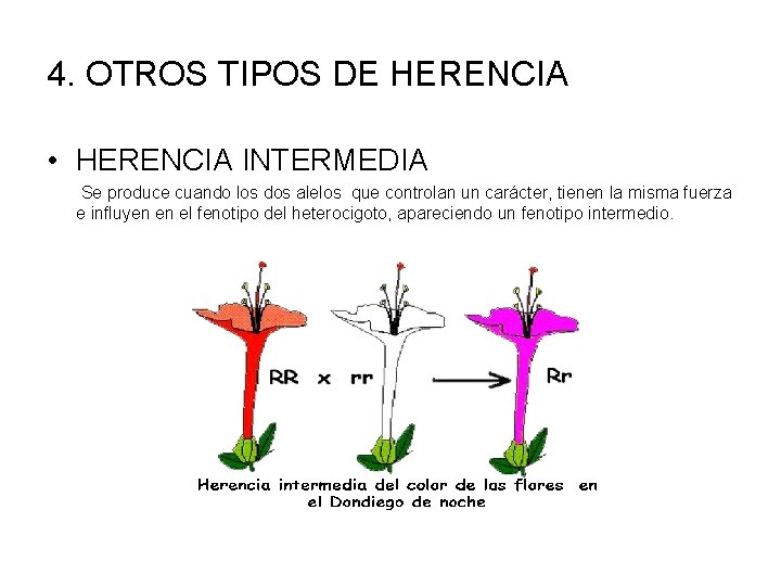 4. OTROS TIPOS DE HERENCIA • HERENCIA INTERMEDIA Se produce cuando los dos alelos