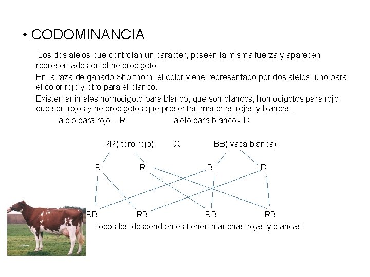  • CODOMINANCIA Los dos alelos que controlan un carácter, poseen la misma fuerza