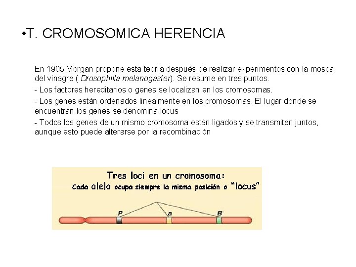  • T. CROMOSOMICA HERENCIA En 1905 Morgan propone esta teoría después de realizar