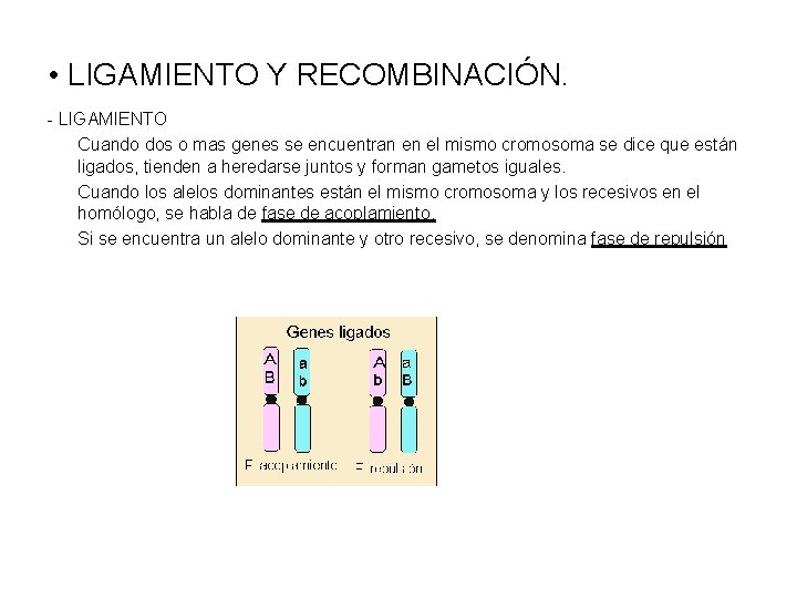  • LIGAMIENTO Y RECOMBINACIÓN. - LIGAMIENTO Cuando dos o mas genes se encuentran