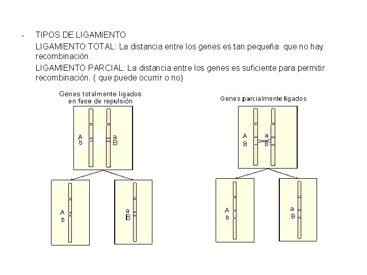 - TIPOS DE LIGAMIENTO TOTAL: La distancia entre los genes es tan pequeña que