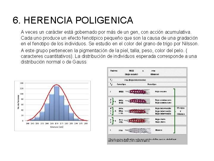 6. HERENCIA POLIGENICA A veces un carácter está gobernado por más de un gen,