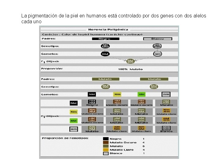 La pigmentación de la piel en humanos está controlado por dos genes con dos