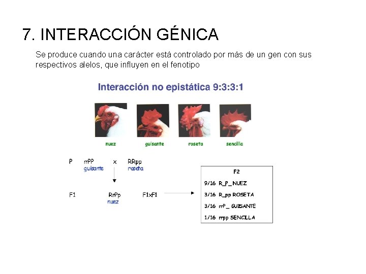 7. INTERACCIÓN GÉNICA Se produce cuando una carácter está controlado por más de un