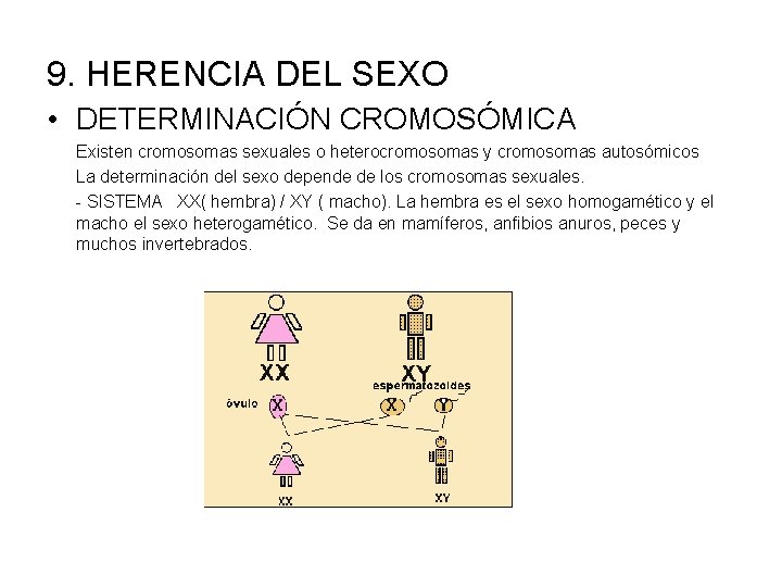 9. HERENCIA DEL SEXO • DETERMINACIÓN CROMOSÓMICA Existen cromosomas sexuales o heterocromosomas y cromosomas