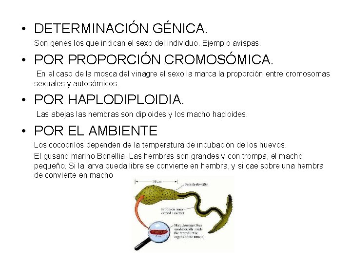  • DETERMINACIÓN GÉNICA. Son genes los que indican el sexo del individuo. Ejemplo