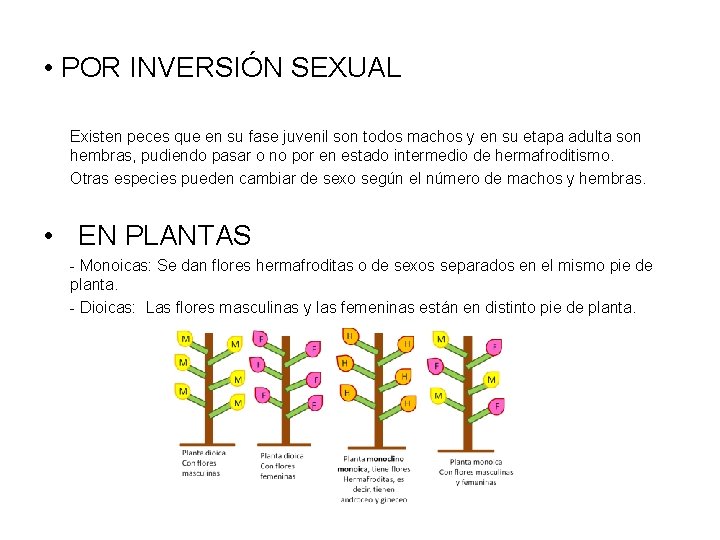  • POR INVERSIÓN SEXUAL Existen peces que en su fase juvenil son todos