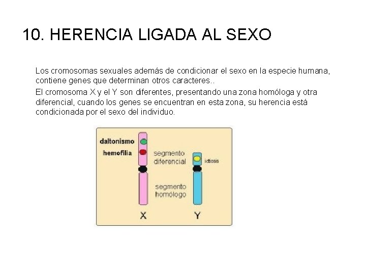 10. HERENCIA LIGADA AL SEXO Los cromosomas sexuales además de condicionar el sexo en