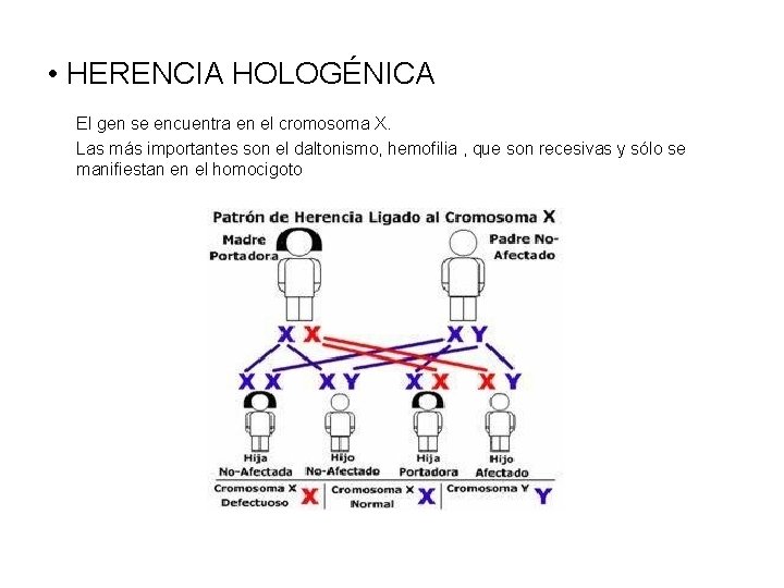  • HERENCIA HOLOGÉNICA El gen se encuentra en el cromosoma X. Las más