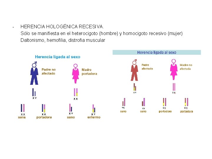 - HERENCIA HOLOGÉNICA RECESIVA. Sólo se manifiesta en el heterocigoto (hombre) y homocigoto recesivo