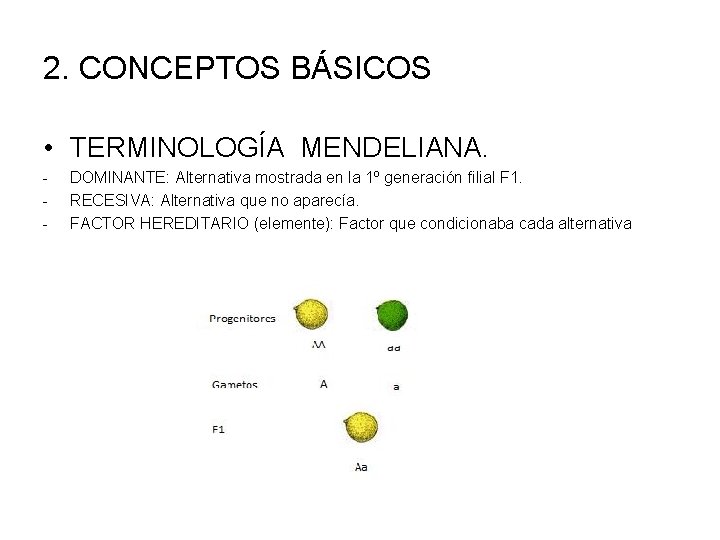 2. CONCEPTOS BÁSICOS • TERMINOLOGÍA MENDELIANA. - DOMINANTE: Alternativa mostrada en la 1º generación