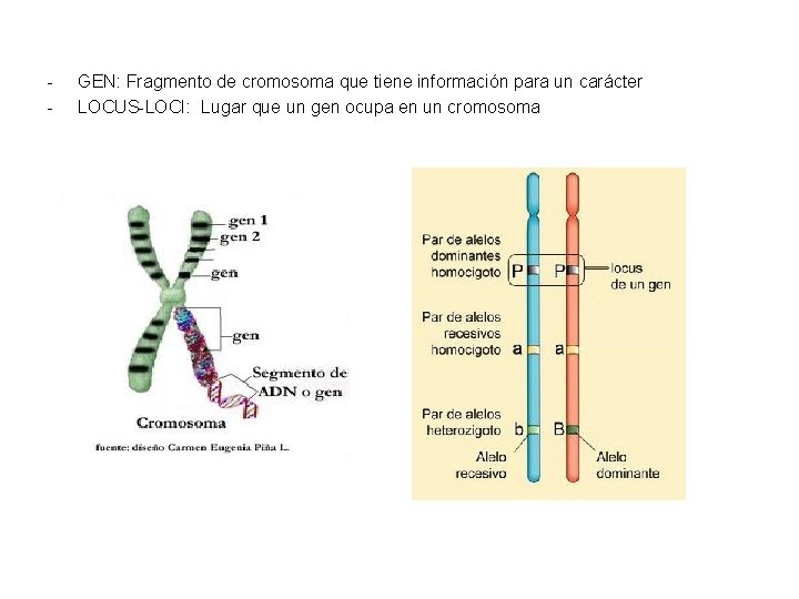 - GEN: Fragmento de cromosoma que tiene información para un carácter LOCUS-LOCI: Lugar que