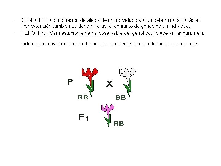 - GENOTIPO: Combinación de alelos de un individuo para un determinado carácter. Por extensión