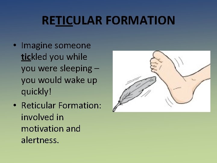 RETICULAR FORMATION • Imagine someone tickled you while you were sleeping – you would